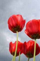 red tulips against blue sky
