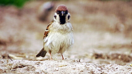 ptak mazurek © Piotr