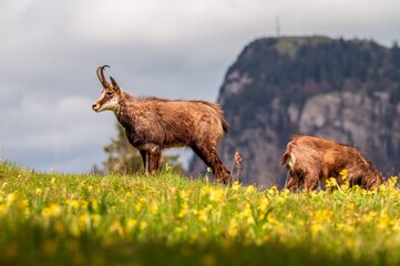 Chamois standing on the meadow in spring. Rupicapra rupicapra in Switzerland.