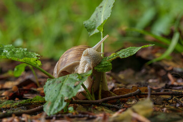 A snail munches on a green leaf, blending into the natural landscape