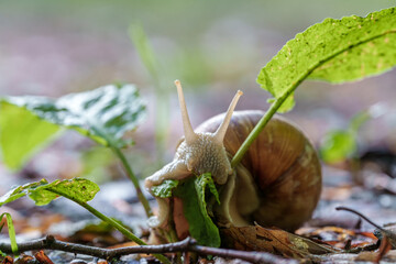 A snail munches on a green leaf, blending into the natural landscape