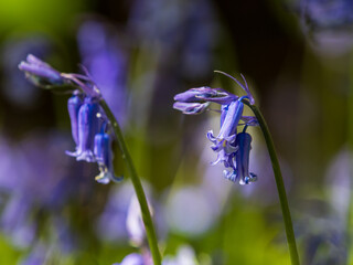 Bluebells in an English woodland