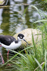 Long leg bird - black-necked stilt, black wing stilt, himantopus mexicanus - searching, fishing