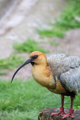 Black-faced ibis grey feather and orange head