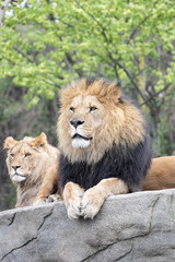 lion and lioness kings of zoo portrait