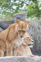 lion and lioness feel sleepy 