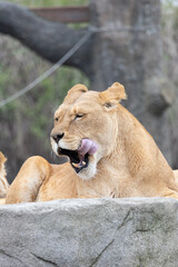 lion in the zoo yawning or had nice food