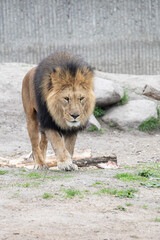 lion walks in the zoo