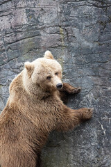 brown bear in zoo climbing on the rock