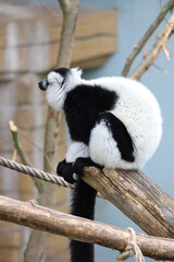 black and white lemur