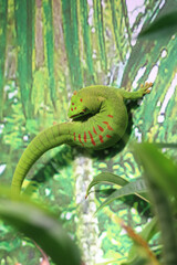 green tree gecko lizard