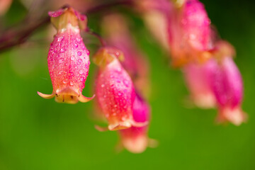 This enchanting scene captures the radiance of a kalanchoe plant bathed in sunlight, nestled amidst lush green grass under a canopy of clear, azure skies.