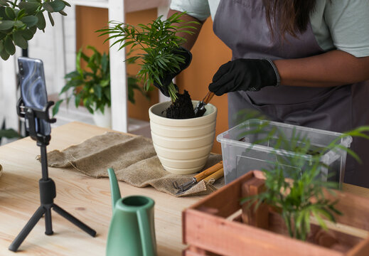 African american florist blogger filming tutorial video about transplanting plants in home garden. Make video vlog with mobile phone
