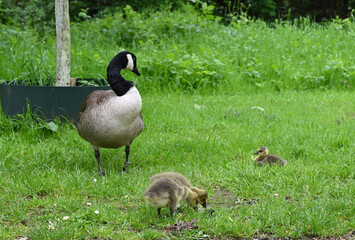 ente mit entlein