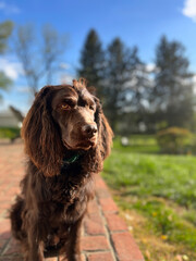 portrait of a dog: boykin spaniel