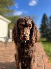 portrait of a dog: boykin spaniel