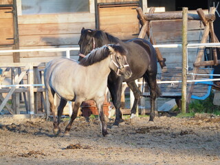 Konie w zagrodzie © EwaAF