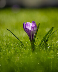 Lonely purple crocus on a lawn in early spring.