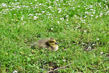 küken auf dem feld mit blümen