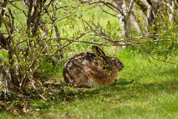 European hare Lepus europaeus hiding under a hedge in spring sun.