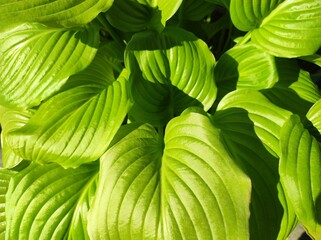 August-lily (Hosta plantaginea (Lam.) Asch.), bright green flower