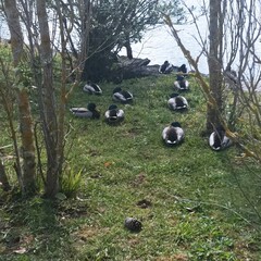 Patos en el parque de Oleiros, Galicia