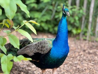 Obraz premium A peeking Peacock