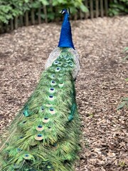 Obraz premium Peacock feathers