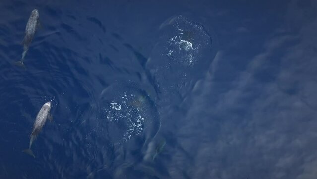 Dolphins in the ocean swim in a pod. Blue water in the sea.