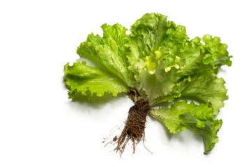 fresh green lettuce with root, png file