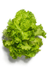 fresh green lettuce, png file