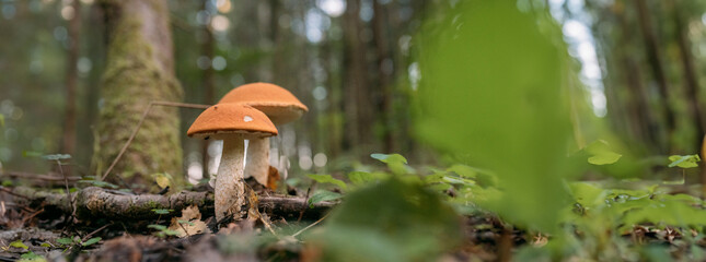 Edible, valuable mushrooms in the forest. Close-up. No one, no people.