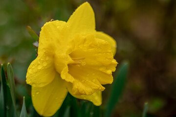 Yellow Daffodil, yellow,