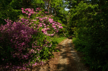 Rhododenron blossom in Jeli Arboretum Nature Reserve in Hungary
