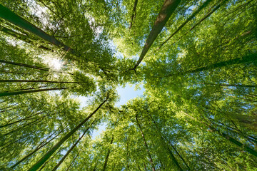 Sun peeking through trees in forest, casting beautiful shades on the ground - sustainability