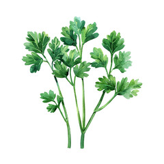 parsley vector illustration in watercolor style