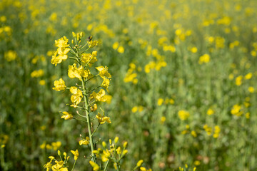 field of yellow flowers