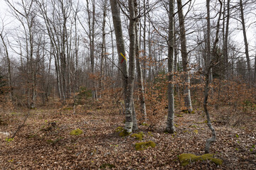 Tall and dry trees without leaves growing in the forest.