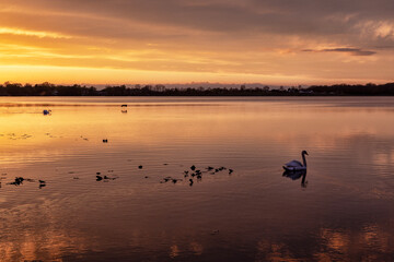 A swan swims in the water that reflects the golden glow of the setting sun