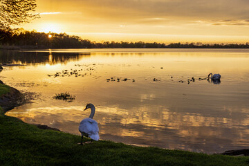 A swan stands on the shore while another swims nearby in the water at sunset.