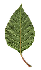 Green leaf, thin veins on the leaf