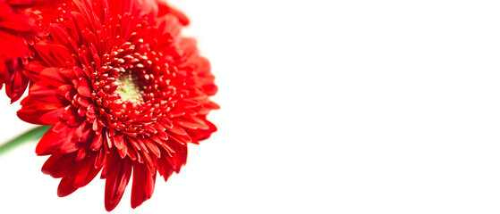 A red flower with a green stem is the main focus of the image. The flower is surrounded by a white...