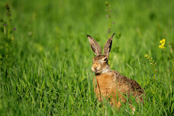 Lepus. Wild European Hare, Lepus Europaeus, Close-Up On Green Background. Wild Brown Hare With Yellow Eyes