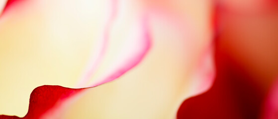 A close up of a red flower petal with a yellow background. The red petal is the main focus of the...