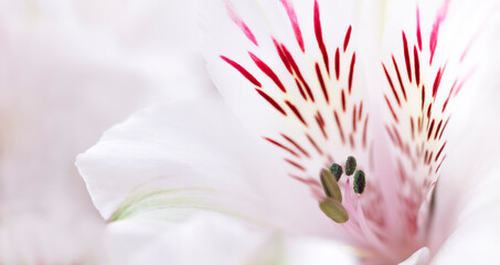 A close up of a flower with a pink and white center. The flower is in full bloom and has a very...