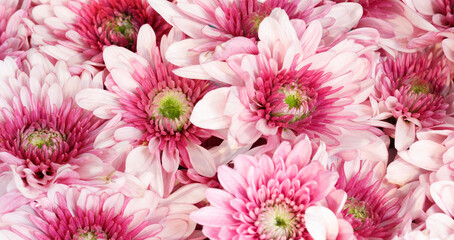 A bunch of pink flowers with green leaves. The flowers are arranged in a way that they look like...