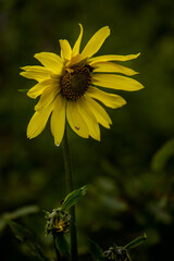 Grand Tetons National Park: Wildflower, Wyoming
