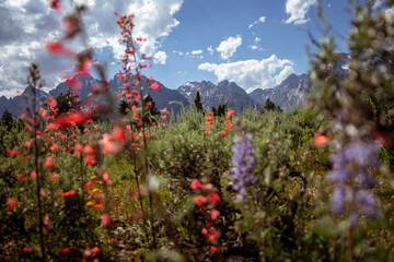 Obraz premium Grand Tetons National Park: Wildflower, Wyoming