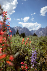 Grand Tetons National Park: Wildflower, Wyoming