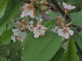 Kwiaty wiśni po przymrozkach © EwaAF